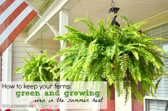 How do you take care of potted ferns?