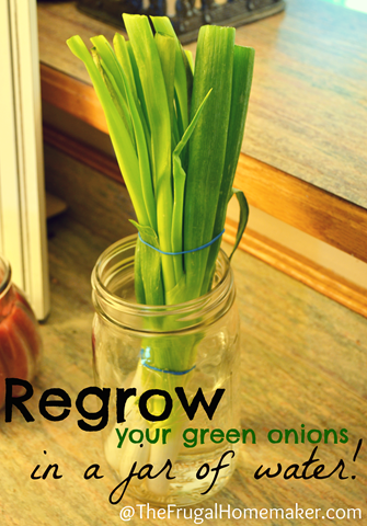 regrow onions