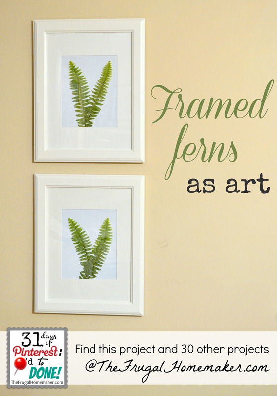 Framed ferns as art
