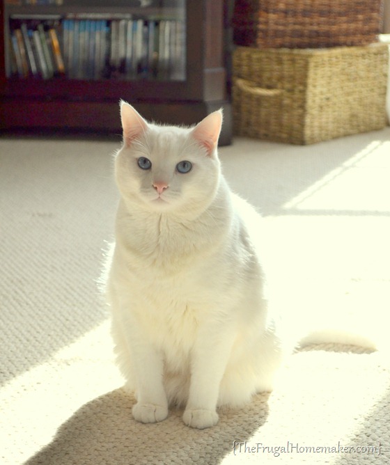 Casper - white cat